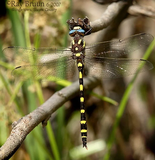 Species of the Month — Dragonfly Society of the Americas